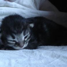 Norsk Skovkat loneStar