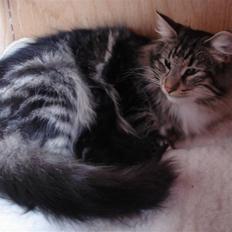 Norsk Skovkat loneStar