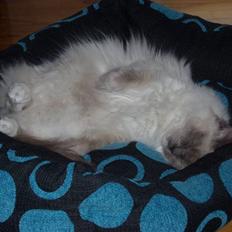 Ragdoll DK X-Colours Frida 