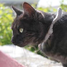 Blanding af racer Perle `Puma´<3