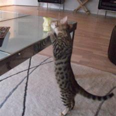 Bengal Pandora (Panda)