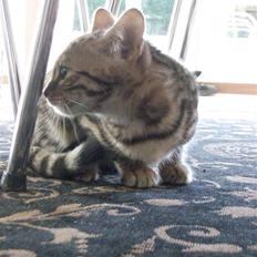 Bengal Pandora (Panda)