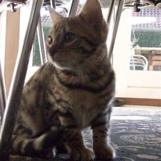 Bengal Pandora (Panda)