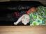 Norsk Skovkat  # Mingus # - mingus og mikkel i sofaen - hyggestund