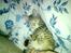 Huskat Pusle