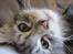 Maine Coon sølvfine