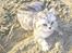 British Shorthair miky 