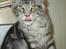 Maine Coon Jeremijah