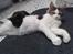 Maine Coon Timon - Min gode ven Lucky, ligger lige og hviler på mig. Det er så hyggeligt