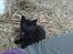 Huskat Black Jack <3 R.I.P.