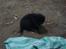 Huskat Black Jack <3 R.I.P.