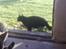 Huskat Black Jack <3 R.I.P.
