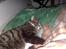 Huskat Jerry *RIP* <3 