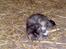 Huskat Katja *RIP*