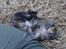 Huskat Katja *RIP*