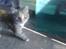 Huskat Katja *RIP*