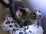 Norsk Skovkat / Huskat Fridolin<3 R.I.P - Wraah. er en tiger :i <3