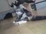 Blanding af racer silver tiger AKA MOMO