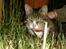 Blanding af racer Baloo R.I.P