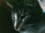 Blanding af racer Shere Khan RIP - Et billed hvor han ikke ser dum ud, men faktisk rigtig flot