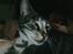 Blanding af racer Shere Khan RIP - Han ser så dum ud,, Hehe,,