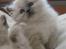 Hellig Birma Chicabee Miss Muffin