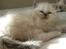 Hellig Birma Chicabee Miss Muffin