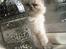 Hellig Birma Chicabee Miss Muffin
