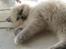 Hellig Birma Chicabee Miss Muffin