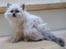 Hellig Birma Chicabee Miss Muffin