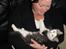 Maine Coon mozart