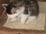 Maine Coon mozart