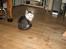 Maine Coon mozart