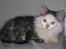 Maine Coon mozart