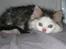 Maine Coon mozart