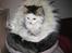 Maine Coon mozart