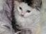Maine Coon mozart