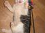 Maine Coon mozart