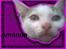 Huskat Amanda.