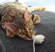 Bengal Freja