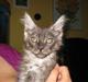 Maine Coon Brave Heart ( Pumba )
