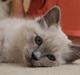 Hellig Birma Miss Malibu