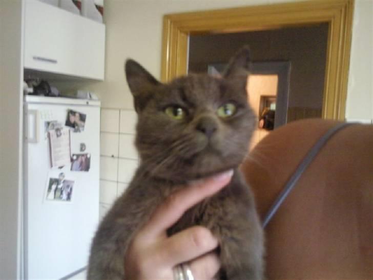 Blanding af racer Mie *R.I.P 20.01.2010*  billede 2