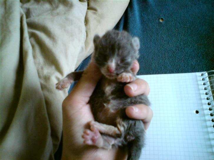 Huskat Bahia  R.I.P. billede 8