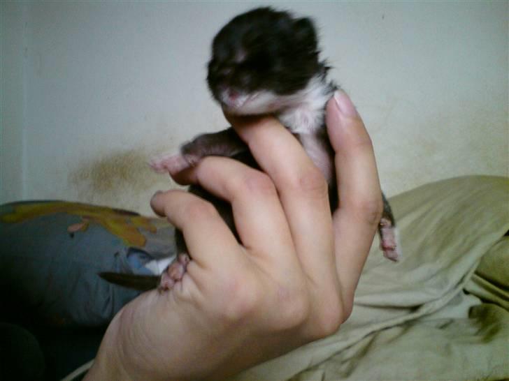 Huskat Evita R.I.P. - 8 dage gammel  billede 8