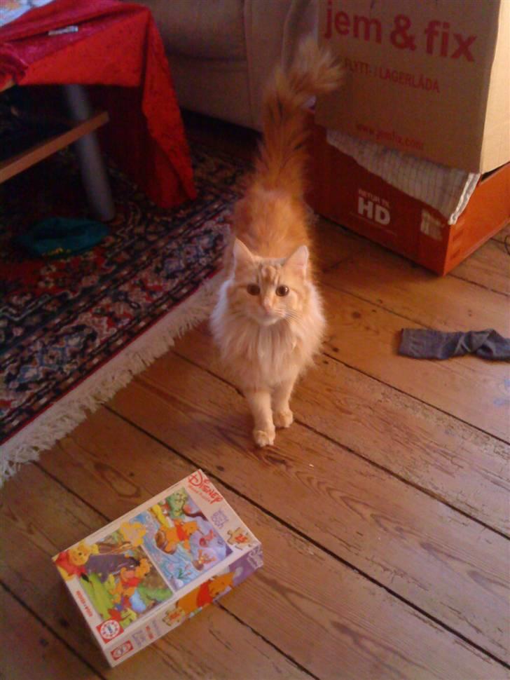 Maine Coon pjuske - hejsa jeg hedder pjuske jeg er ca 2 år  billede 1