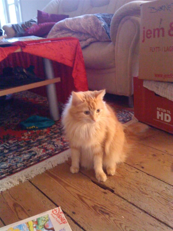 Maine Coon pjuske -  er lige flyttet et nyt sted hend så er stadig bange for alt det her nye billede 2