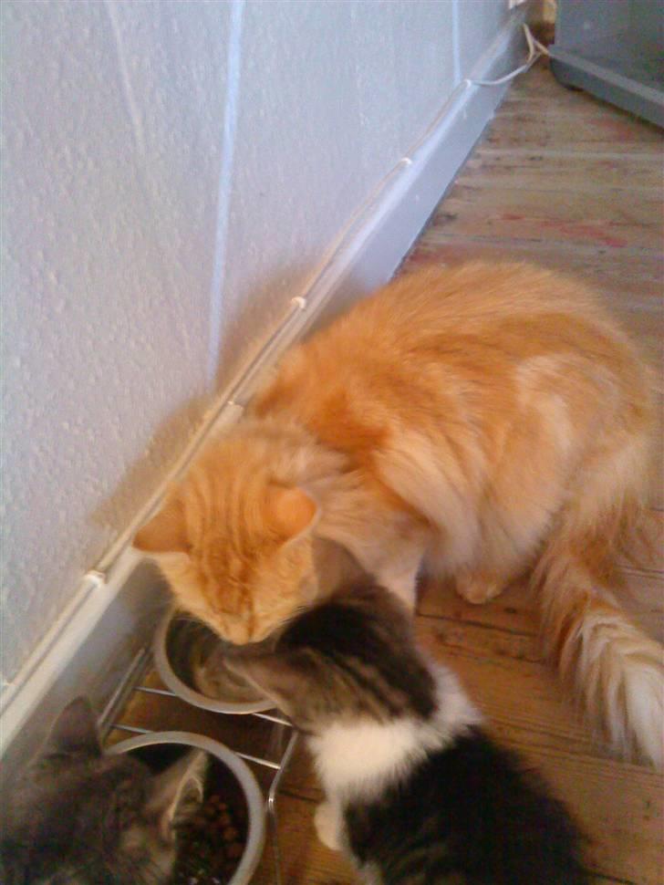 Maine Coon pjuske - hvor er det dejligt at drikke koldt vand i den her hede billede 3