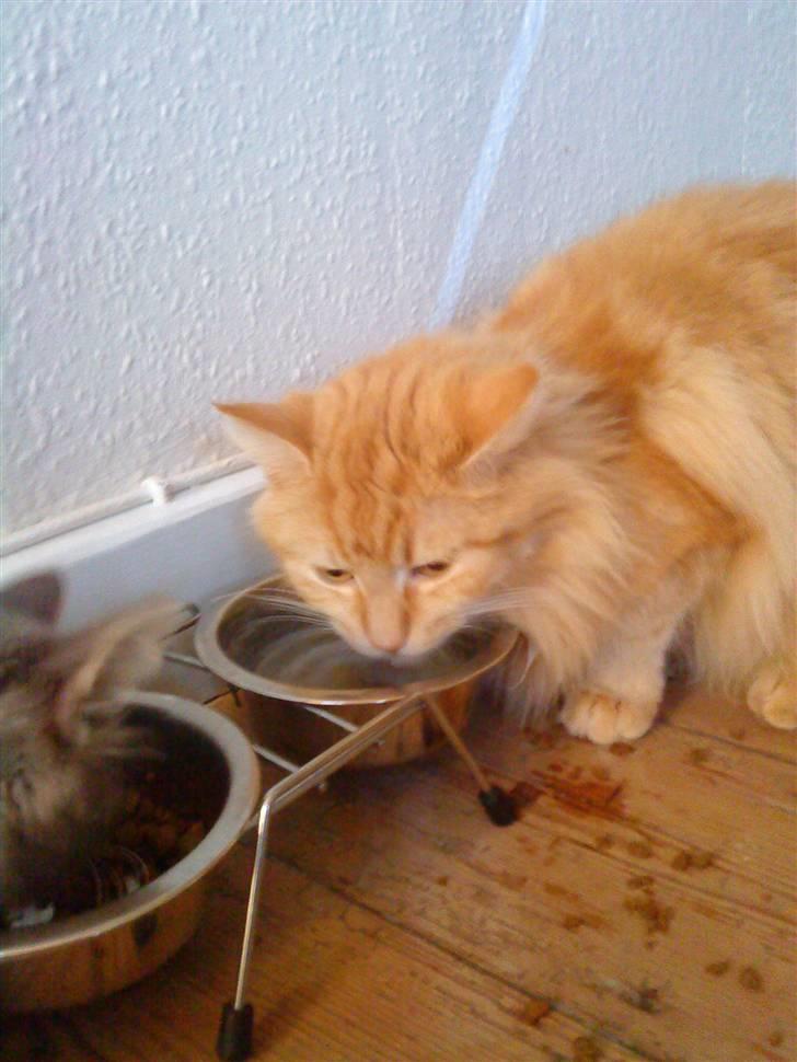 Maine Coon pjuske - hollo det er mit vand væk billede 4