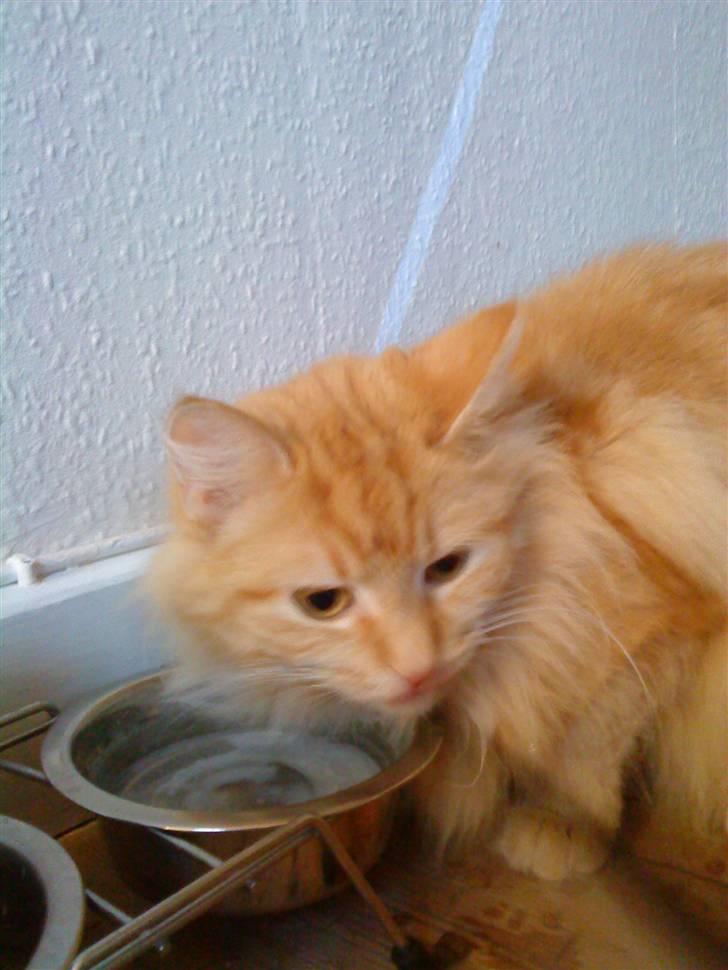 Maine Coon pjuske - kan du ikke hør  billede 5